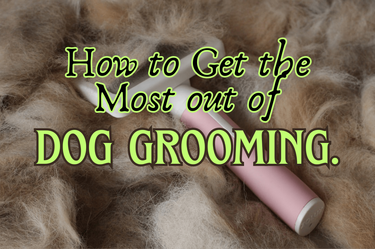 How to Get the Most Out Of Grooming Dogs
