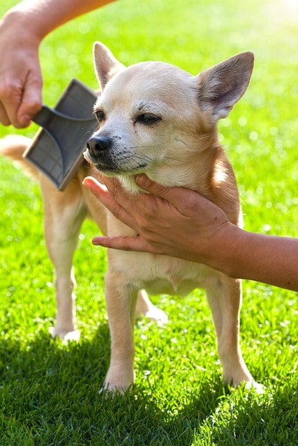 King Kanine, Pet Brush, Grooming Dogs