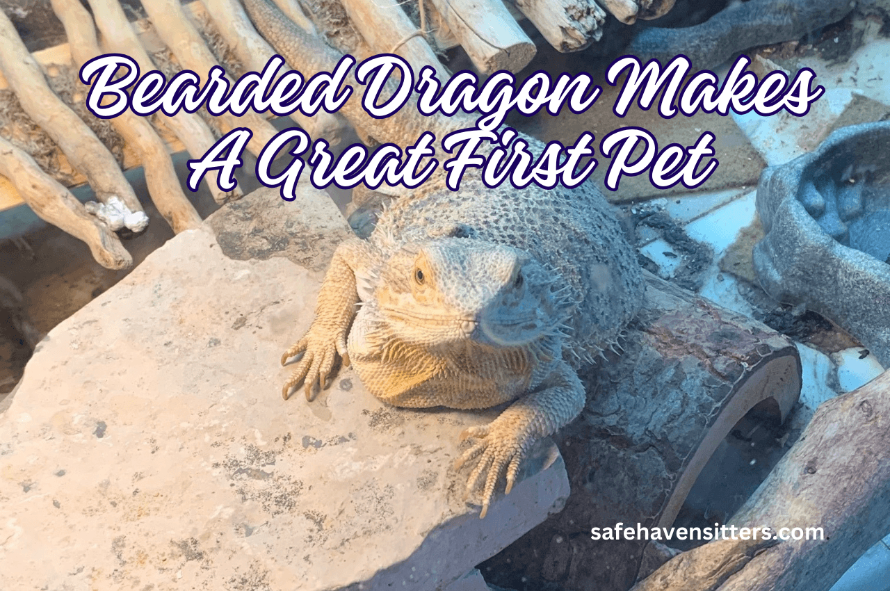 Why A Bearded Dragon Makes a Great First Pet