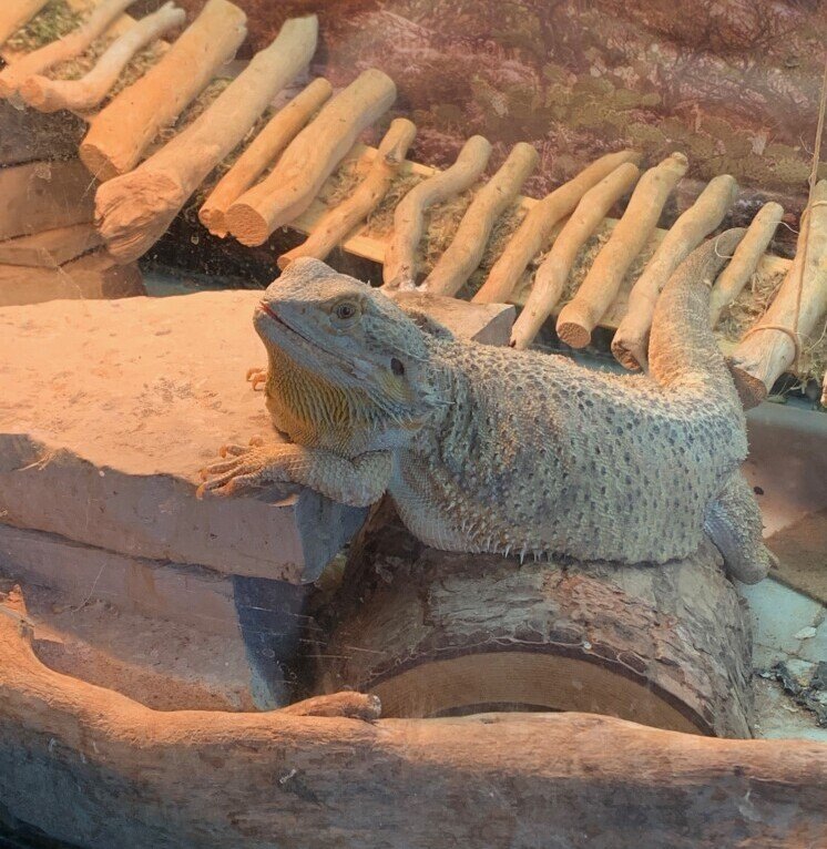 Bearded dragon, cage, rock, wooden bridgek driftwood