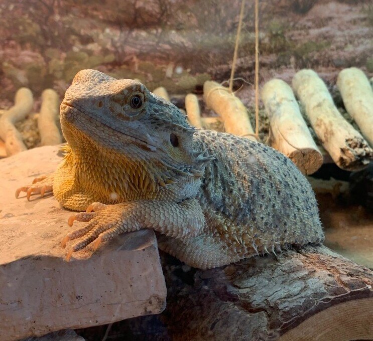 Bearded dragon, driftwood, cage