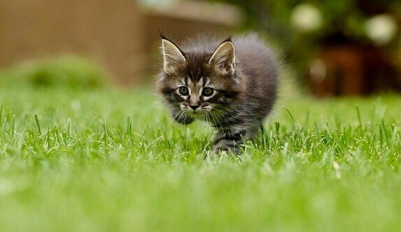 kitten, grass, fleas and ticks