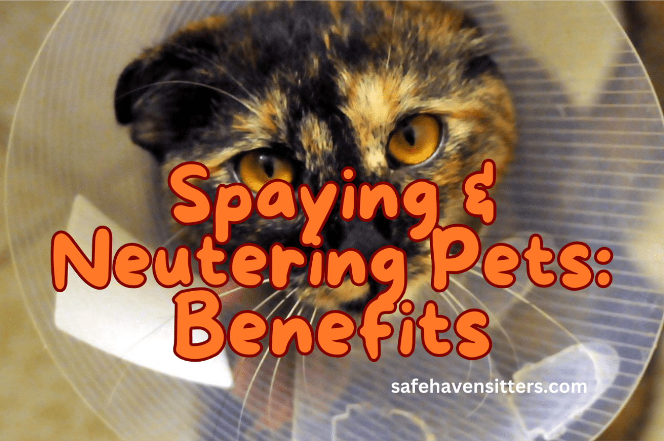 Spaying and Neutering Pets: Benefits You Need to Know