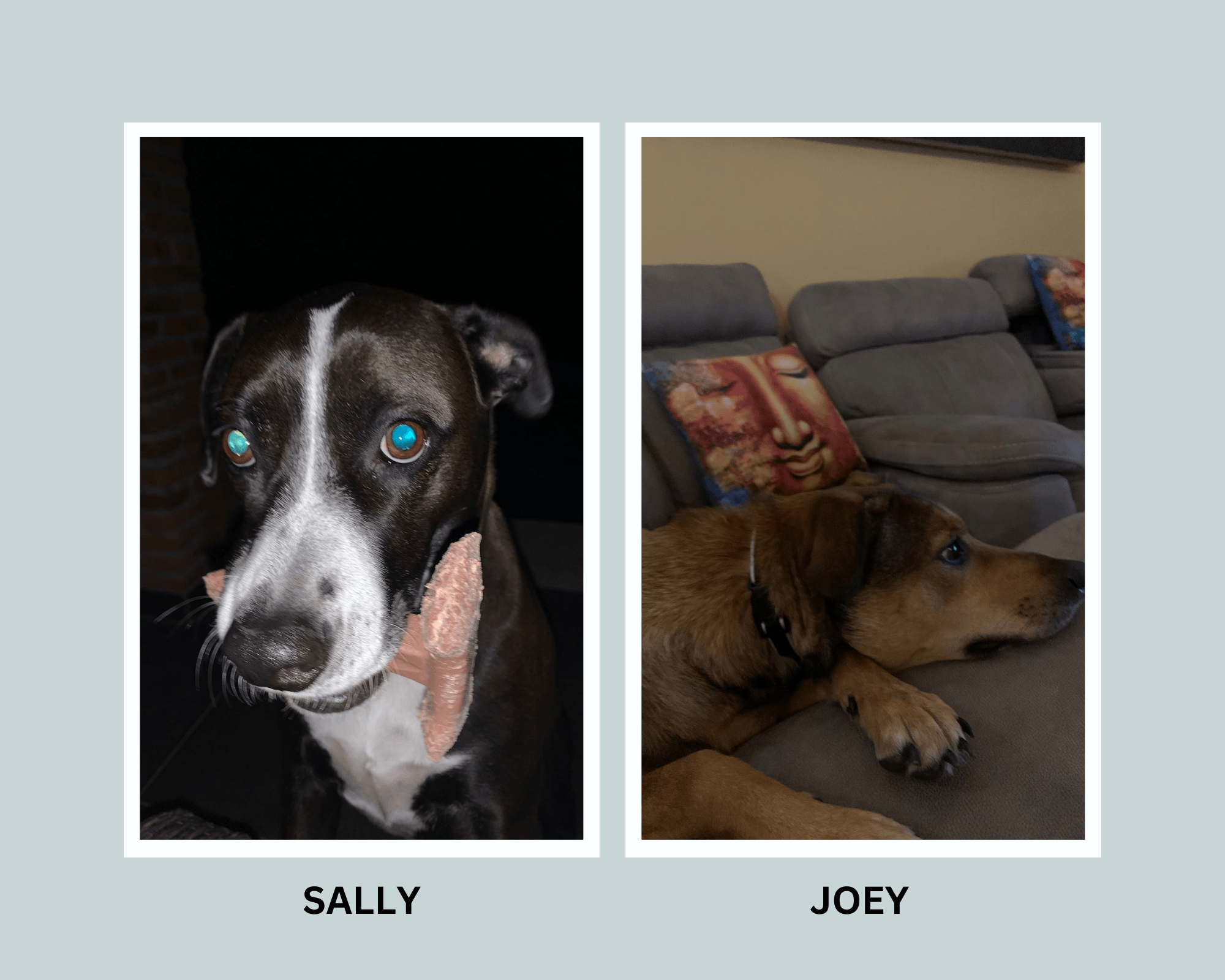 SALLY AND JOEY, PETS