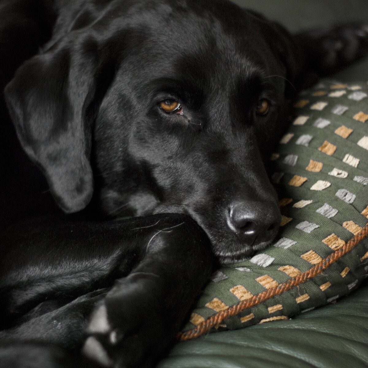 Black Labrador Retriever