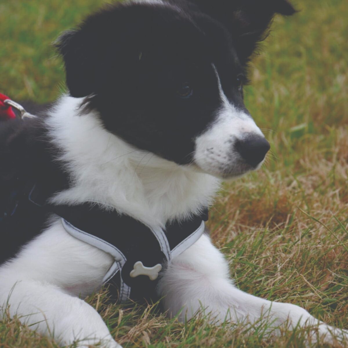 Black and White Border Collie Puppy