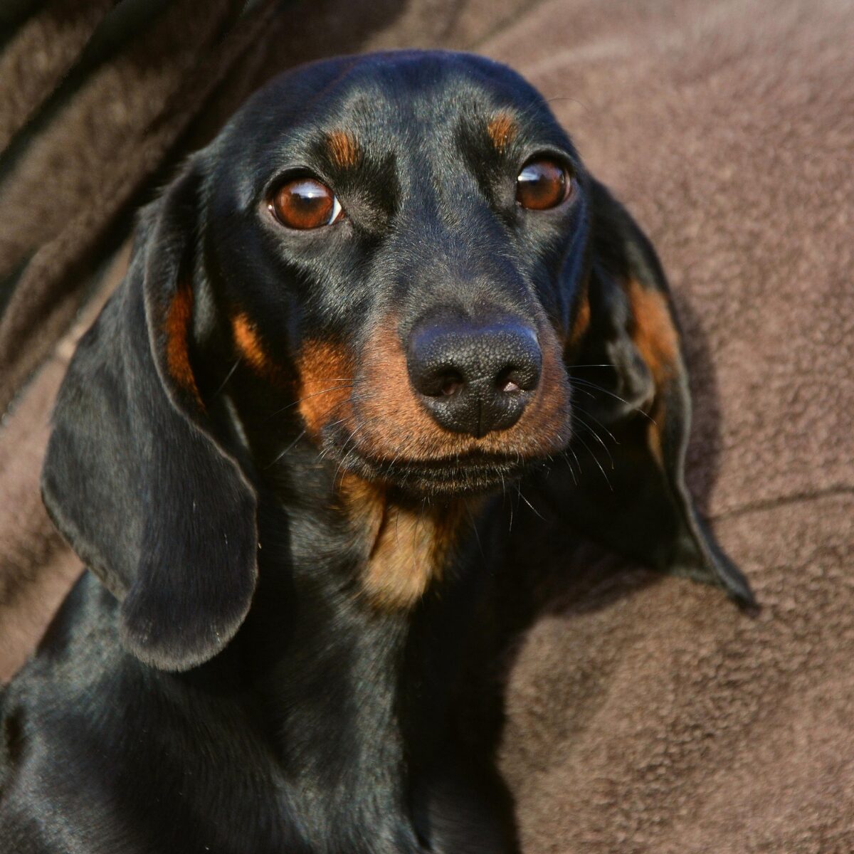 Dachshund