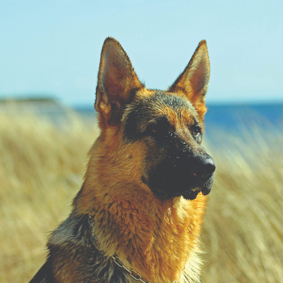 German Shepherd