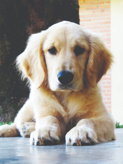 Golden Retriever Puppy