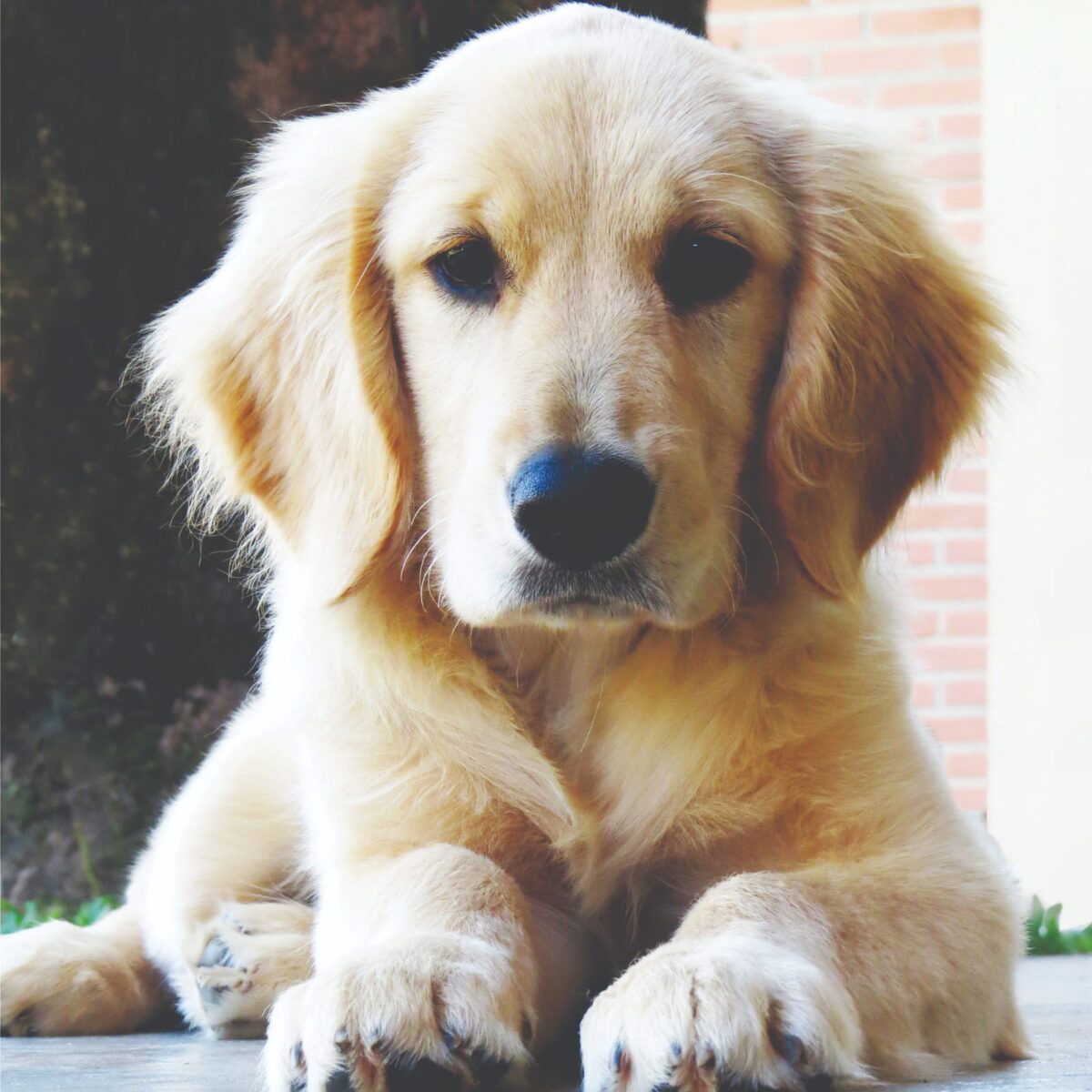 Golden Retriever Puppy