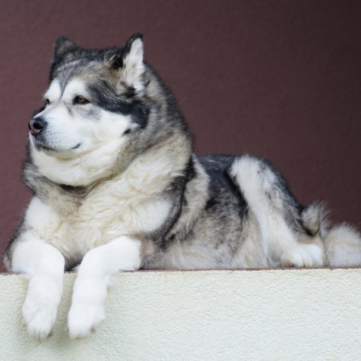 Alaskan Malamute - Dog of the Day Fun Fact