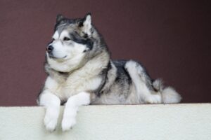 Alaskan Malamute - Dog of the Day Fun Fact