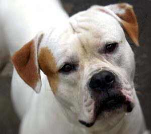 American Bulldog Dog of the Day Fun Fact