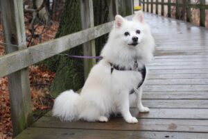American Eskimo - Dog of the Day Fun Fact