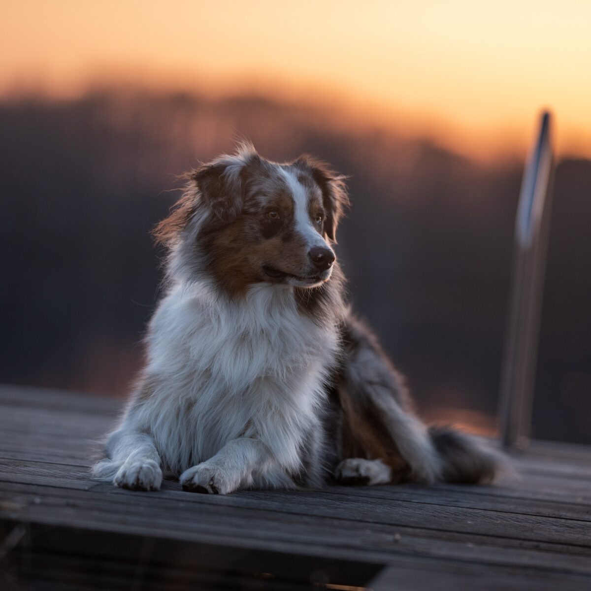 Australian Shepherd