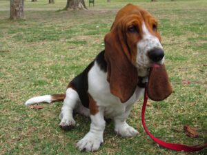 BassetHound - Dog of the Day Fun Fact
