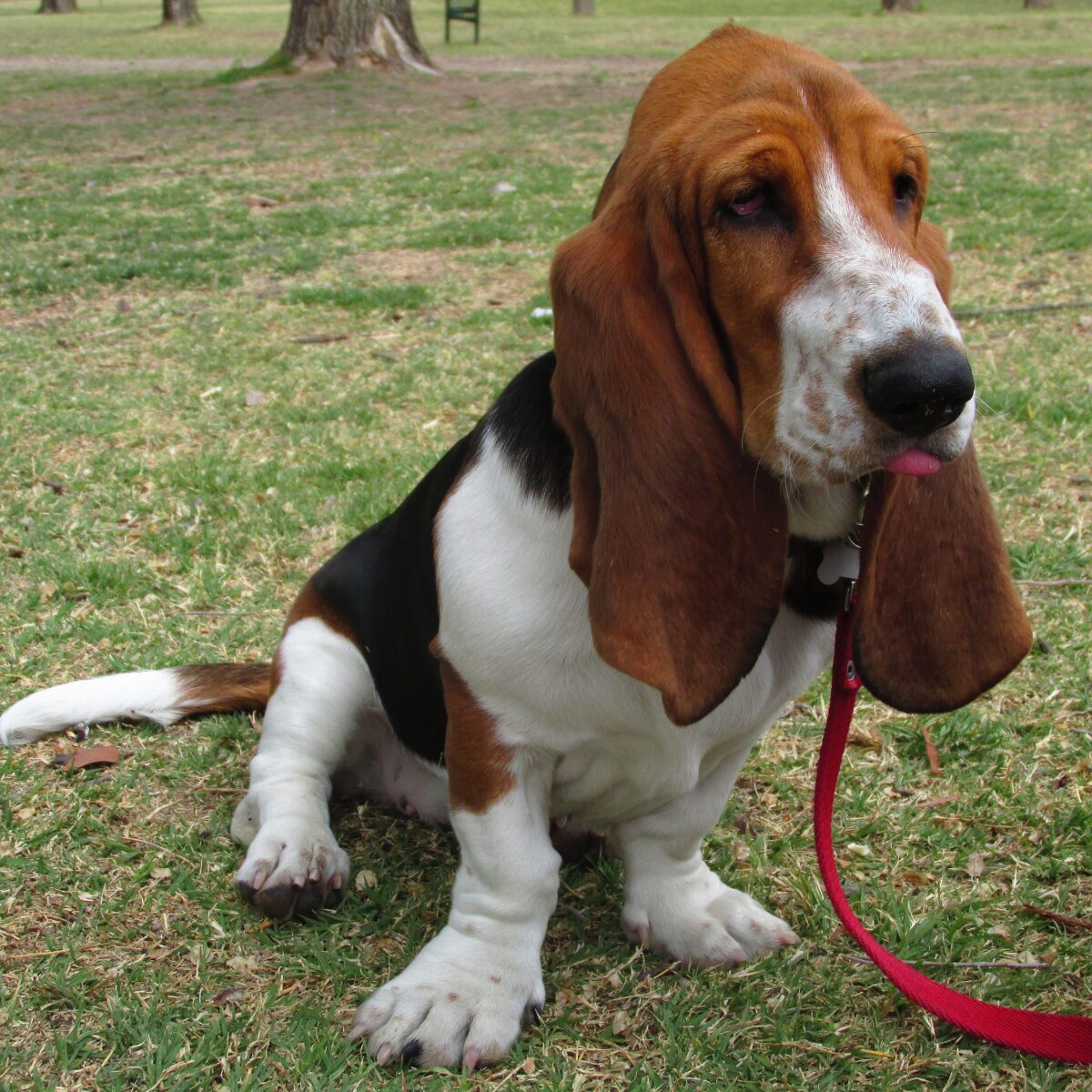 Basset Hound - Dog of the Day Fun Fact