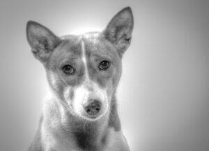 Basenji - Dog of the Day Fun Fact