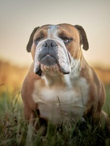 Brown and White Bulldog