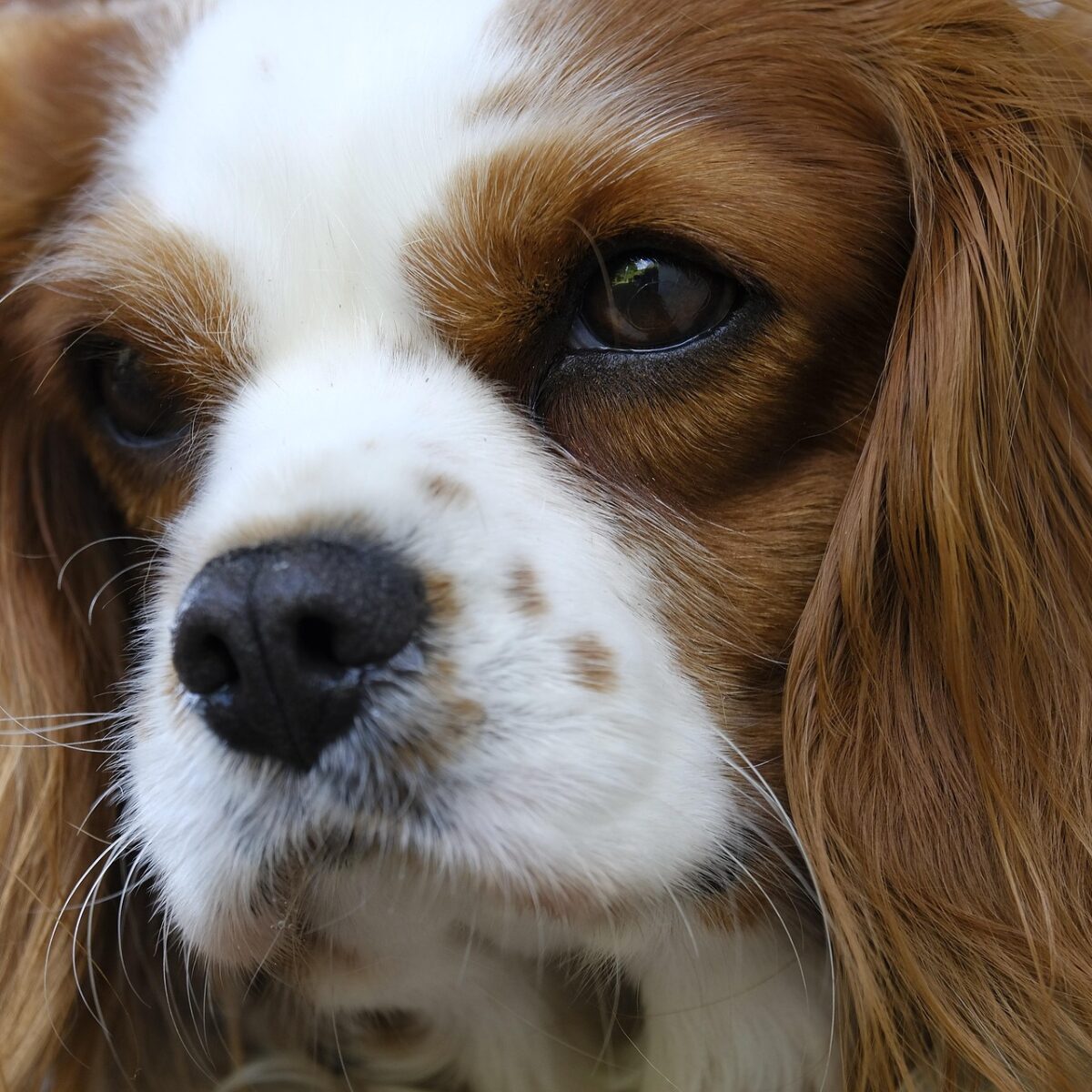 Cavalier King Charles Spaniel