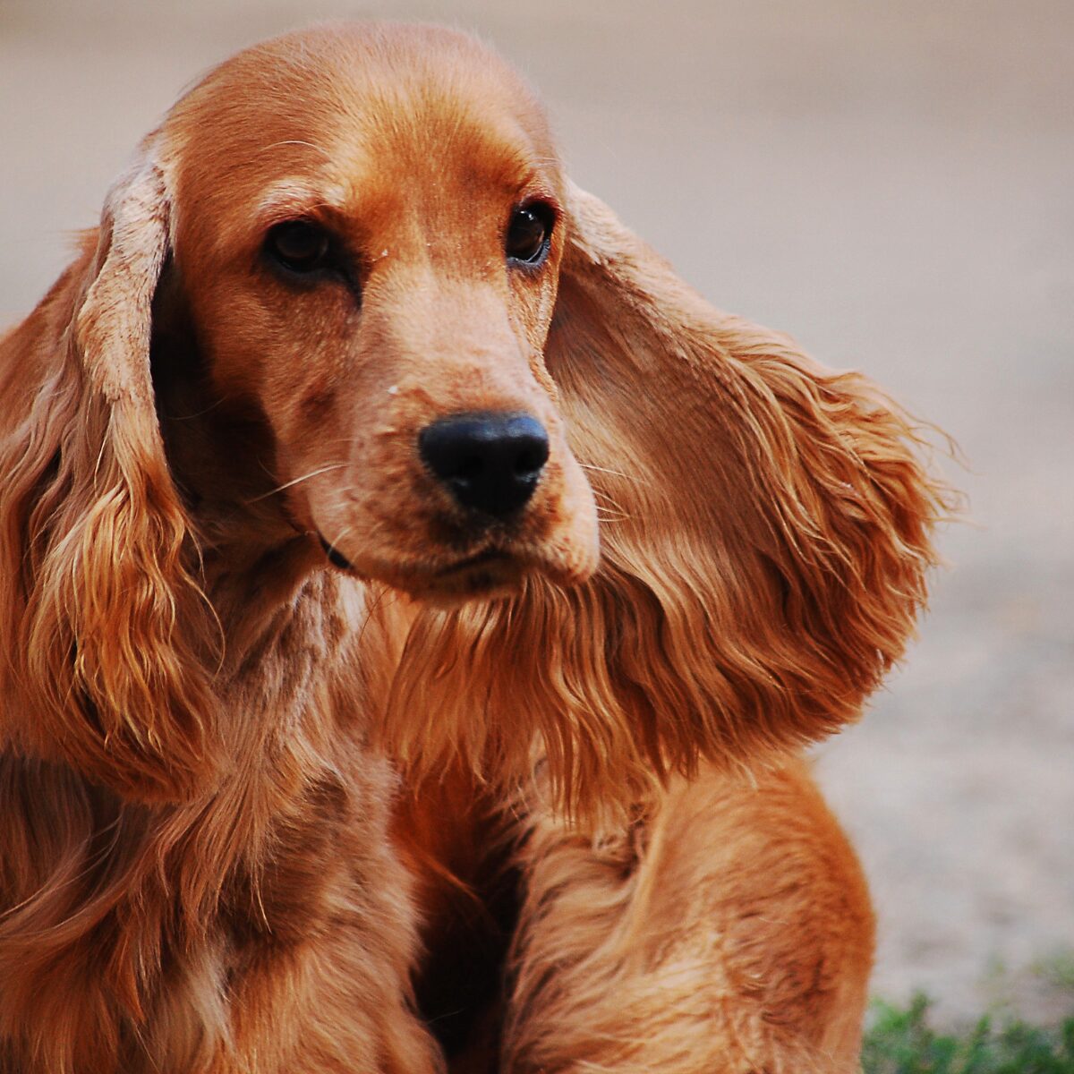 Cocker Spaniel