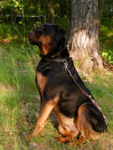 Caesar the Rottweiler