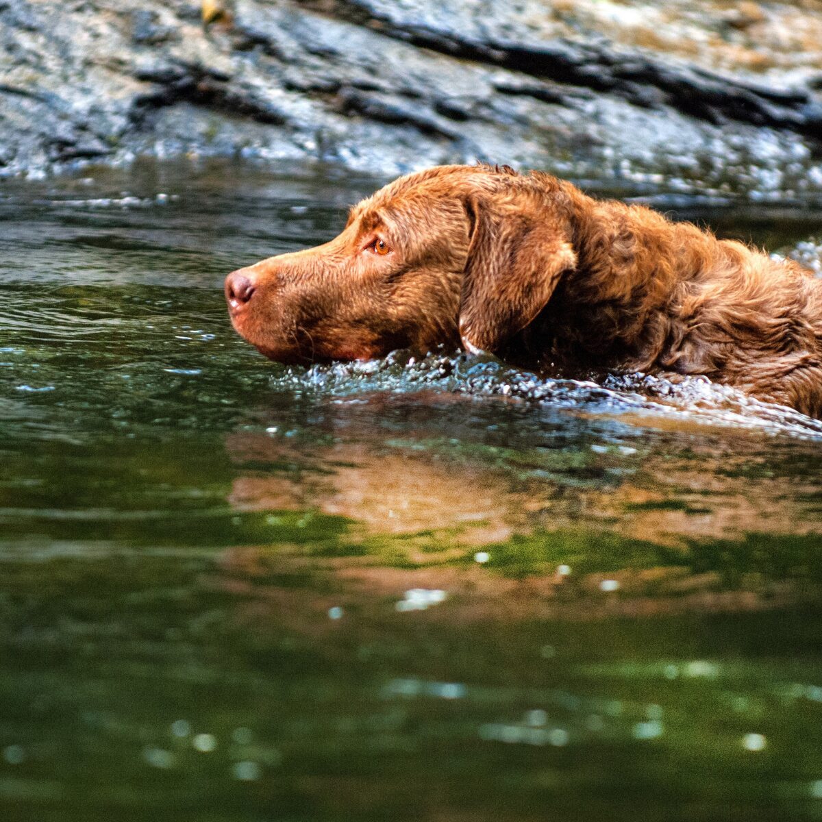 Chesapeake Bay Retriever - Fun Fact of the Day