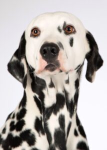 Dalmatian - Dog of the Day Fun Fact