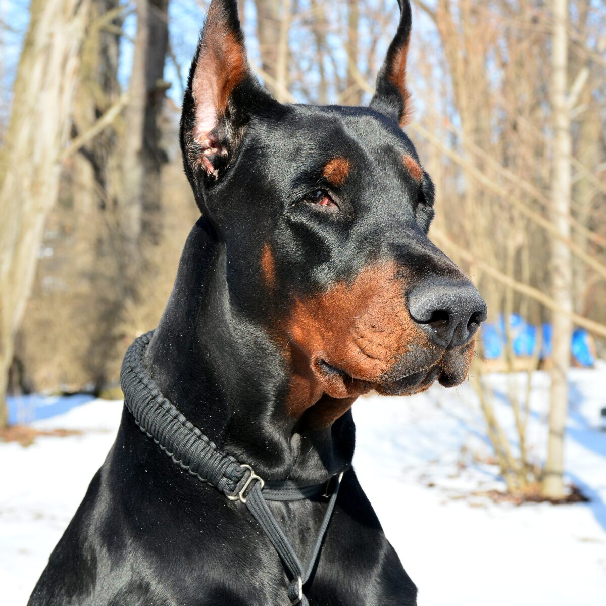 Doberman Pinscher