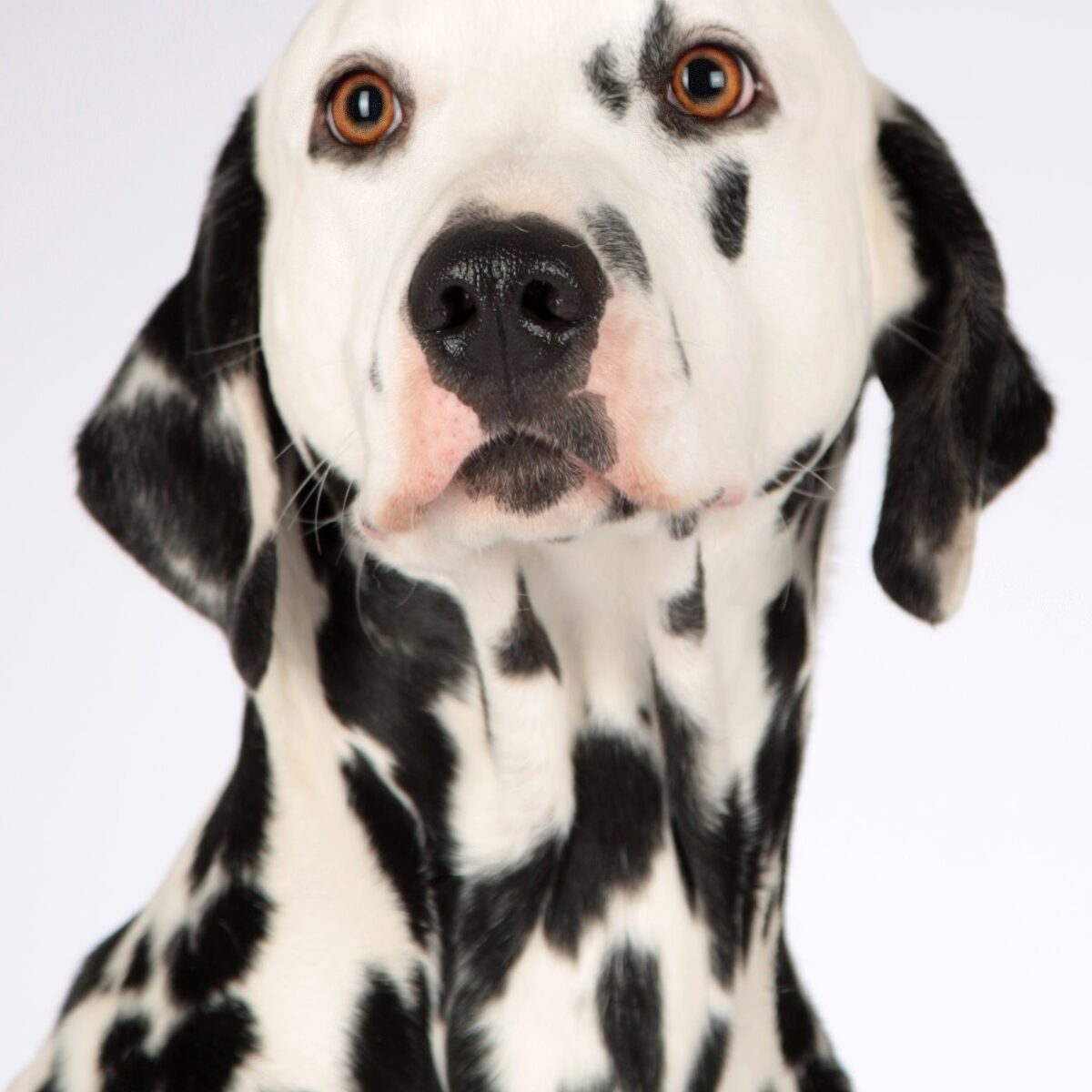 Dalmatian - Dog of the Day Fun Fact