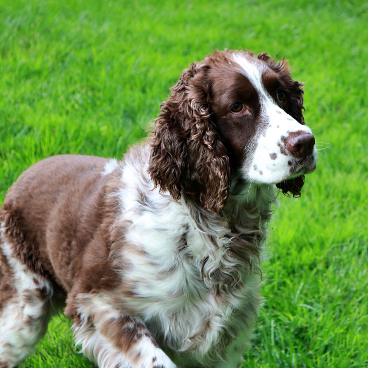 English Springer Spaniel