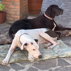 Two Great Danes, one black ad one white with black