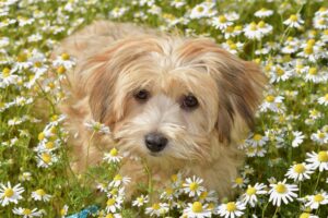 Havanese, flowers, grass