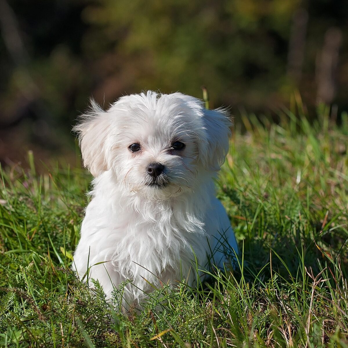Maltese - Dog of the Day Fun Fact