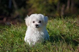 Maltese - Dog of the Day Fun Fact