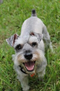 Miniature Schnauzer - Dog of the Day Fun Fact
