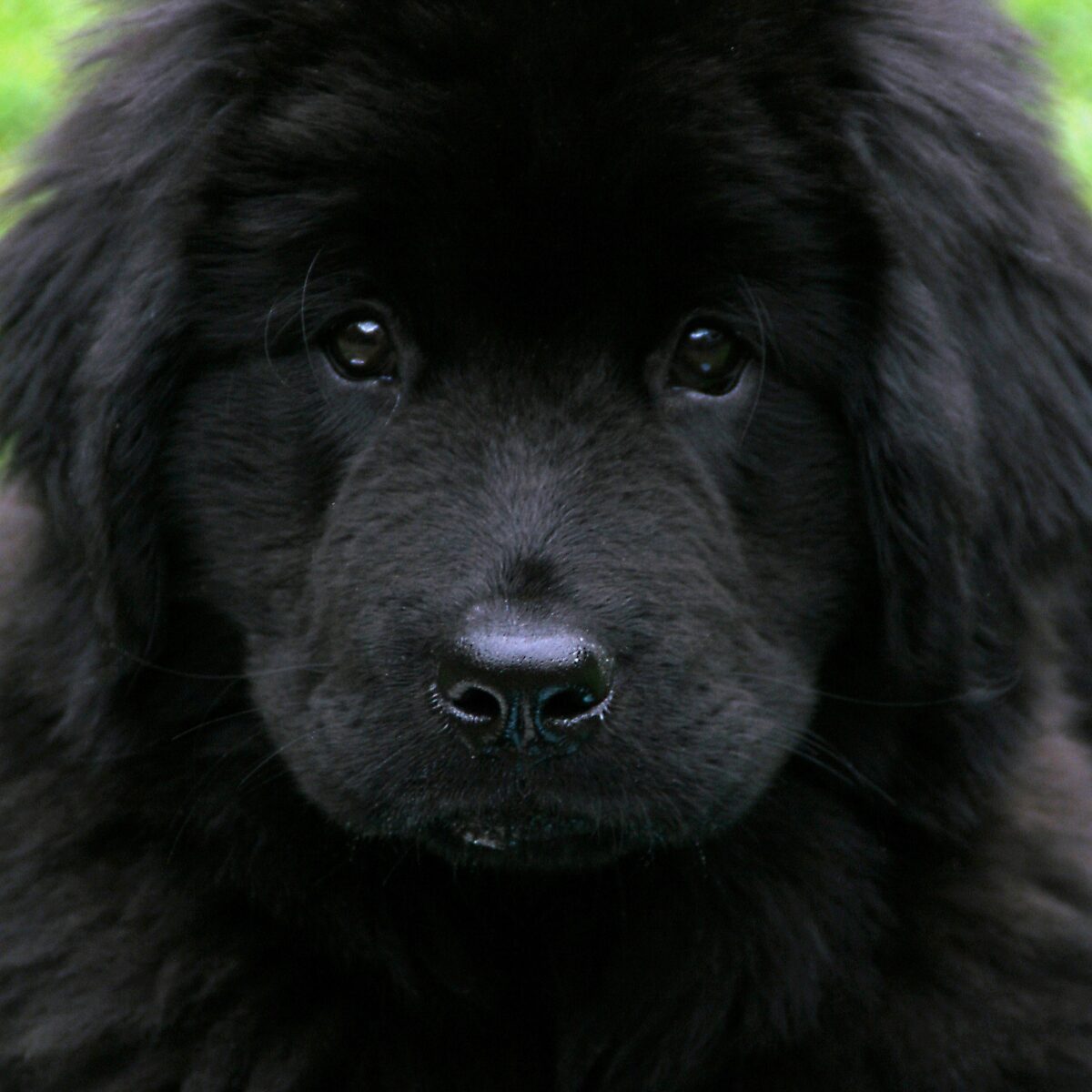 Newfoundland - Dog of the Day Fun fact