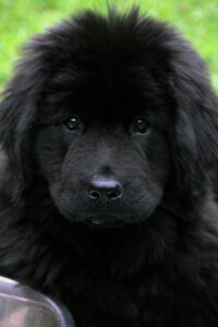 Newfoundland - Dog of the Day Fun Fact