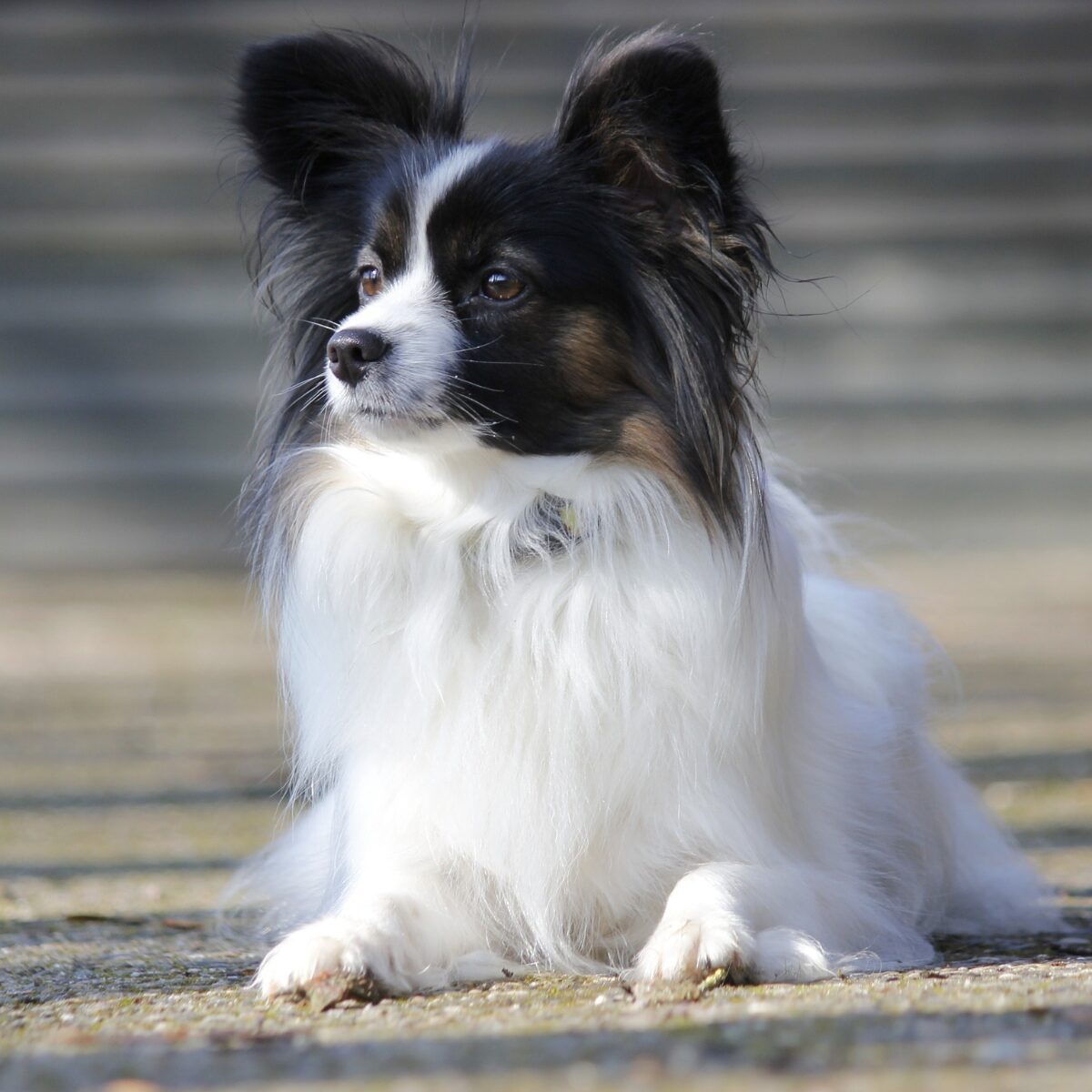 Papillon - Dog of the Day Fun Fact