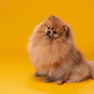 POMERANIAN - DOG OF THE DAY FUN FACT
