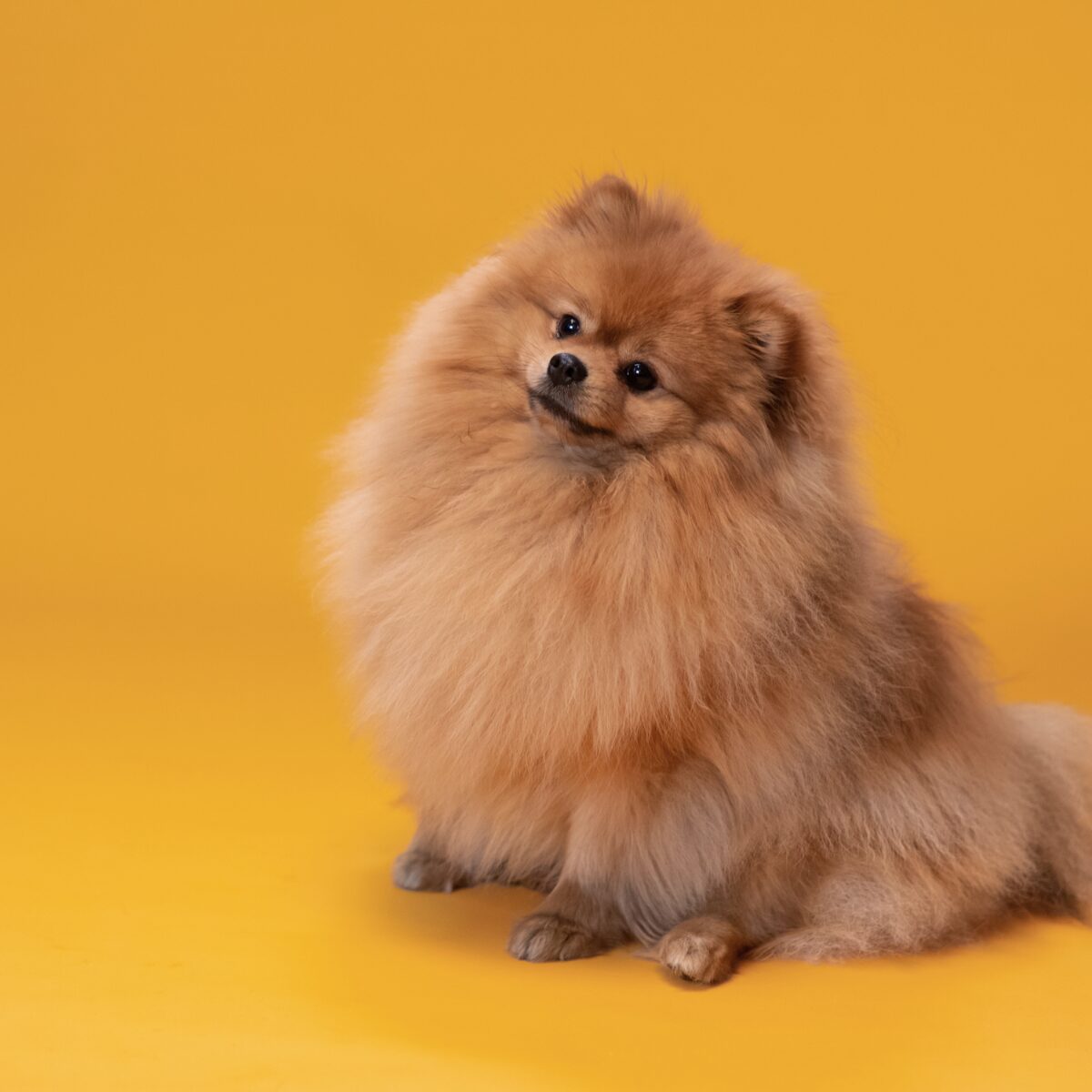 POMERANIAN