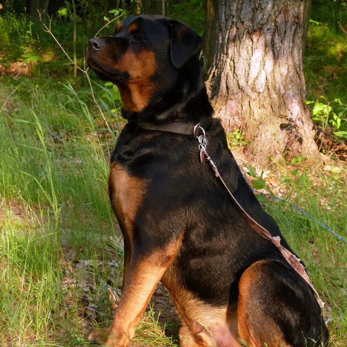 Caesar the Rottweiler