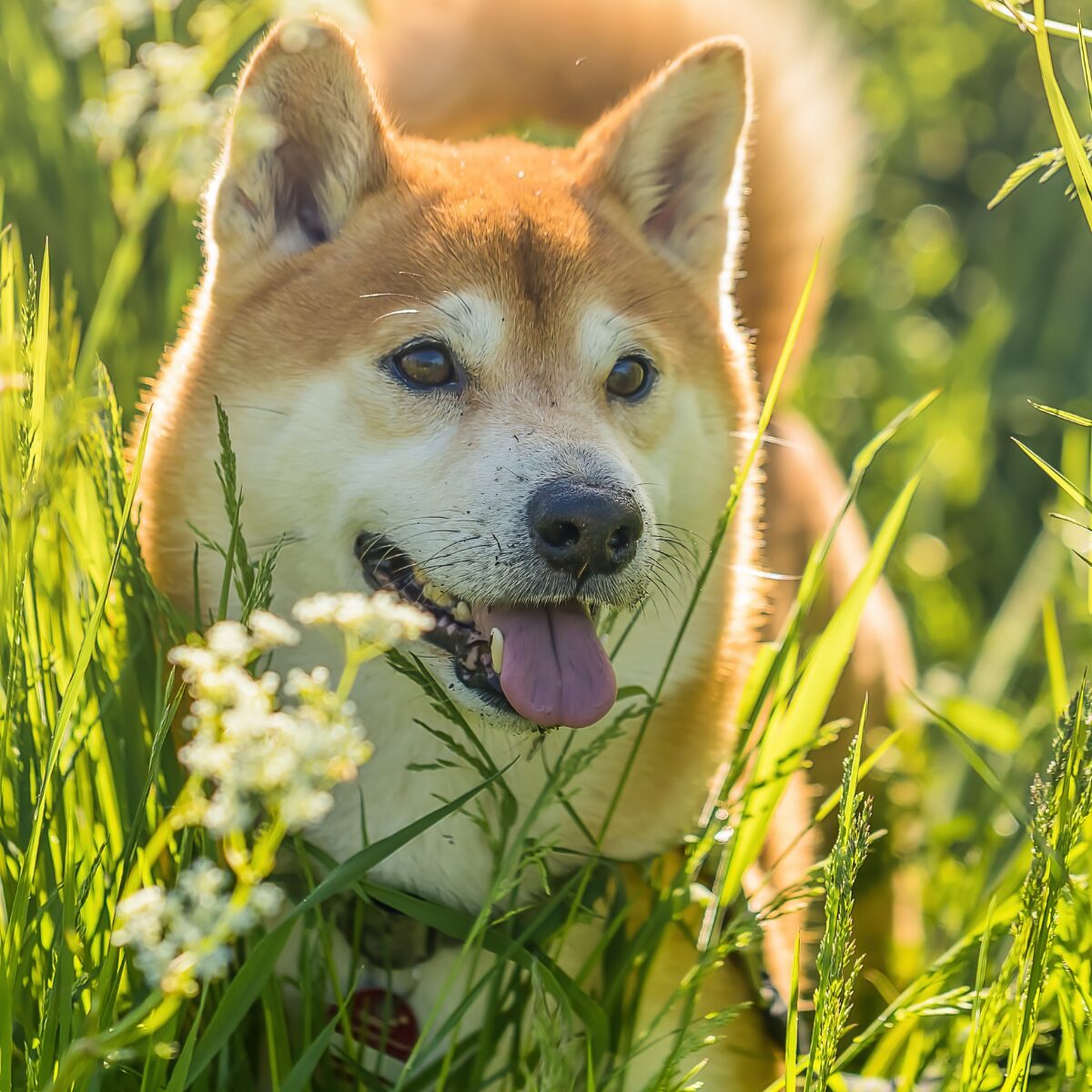 Shibu Inu