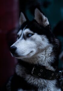 Siberian Husky