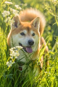 Shiba Inu - Dog of the Day Fun Fact