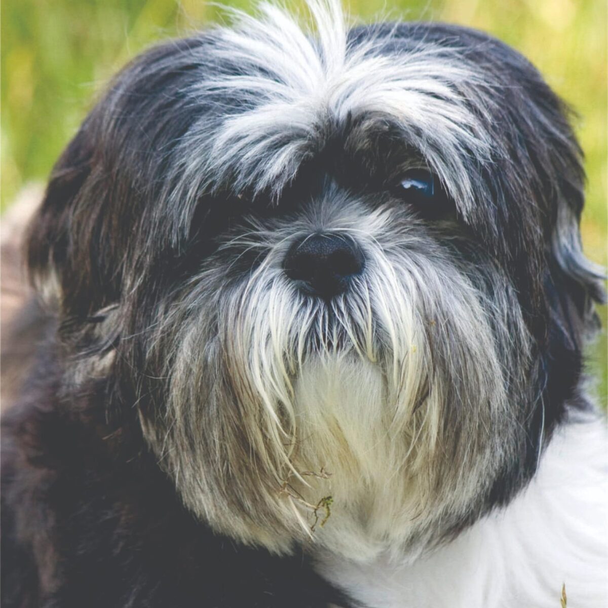 Shih Tzu