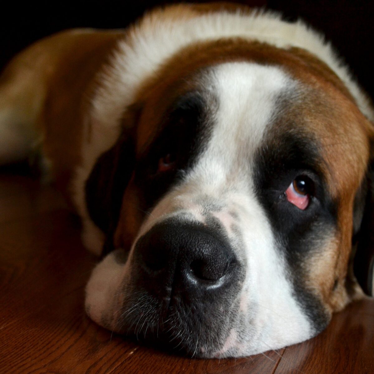 Winston the Saint Bernard puppy