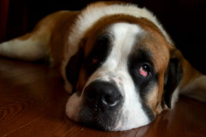 Winston the Saint Bernard