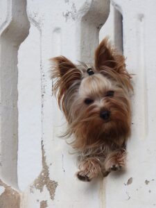 Yorkshire Terrier - Dog of the Day Fun Fact