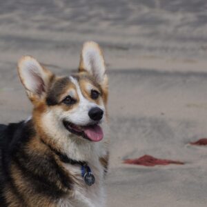 Australian Cattle Dog - Dog of the Day Fun Fact